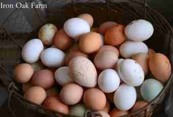 What bird lays the biggest eggs