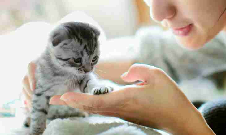 How to attach a kitten
