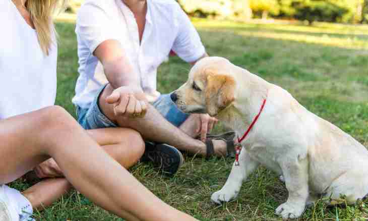 How to protect a dog from pincers in the summer