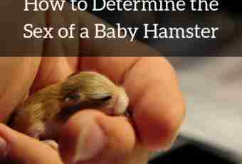 How to define a sex of a hamster