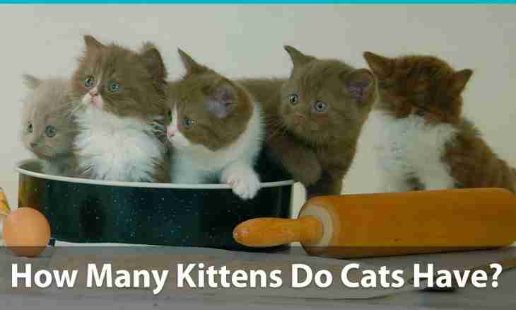 How to distinguish kittens