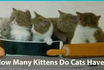 How to distinguish kittens