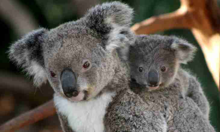 Koala: what we know about marsupials bears