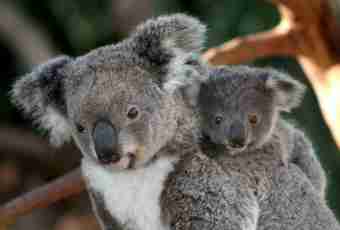 Koala: what we know about marsupials bears