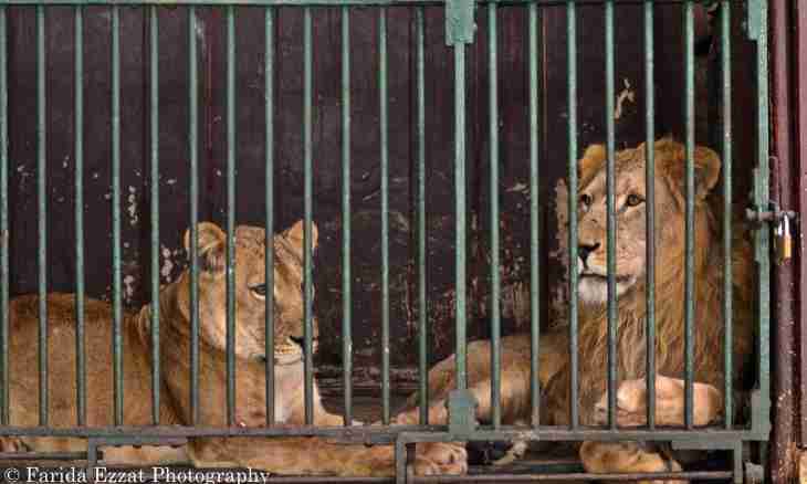 Whether life of animals in zoos is reduced