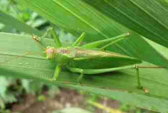 What crickets differ from grasshoppers in