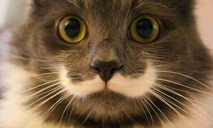 Why to a cat mustache