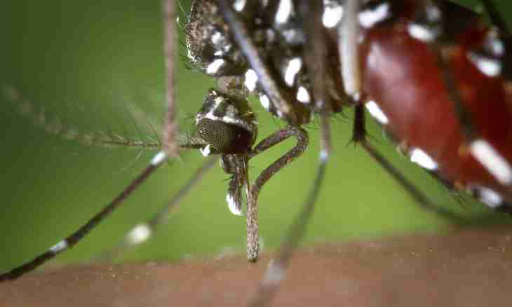 What mosquitoes in the forest eat