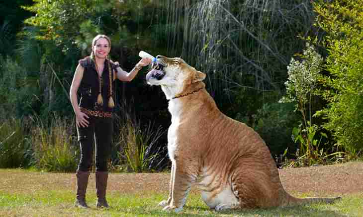 What animal the biggest in the world
