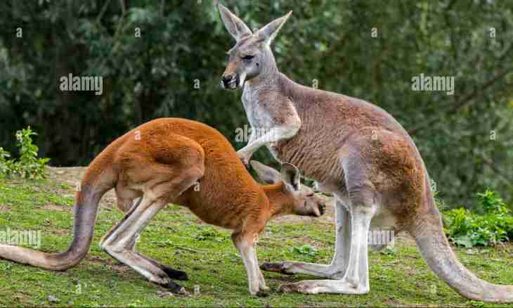 Why to a kangaroo male bag