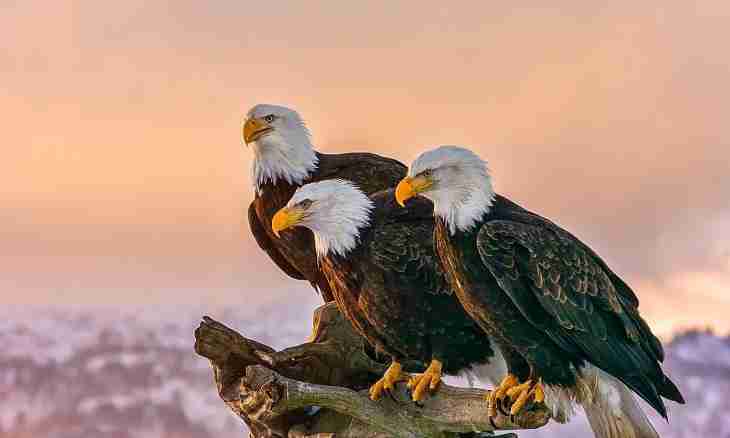 As eagles see