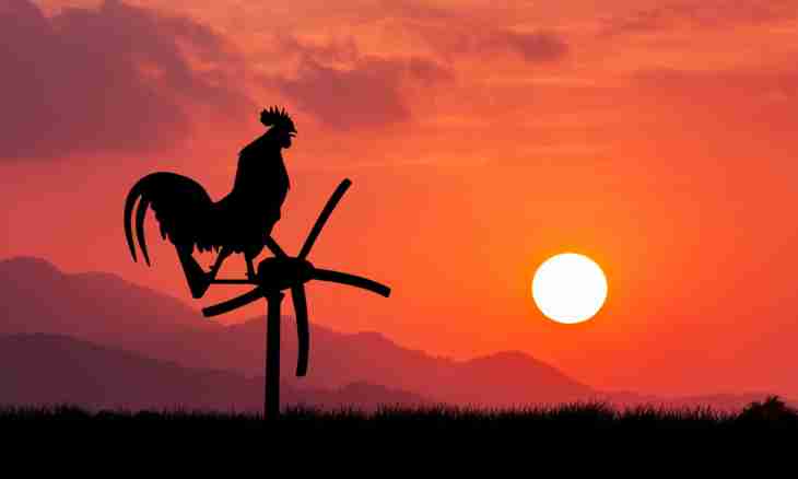 How roosters define time when to sing in the mornings
