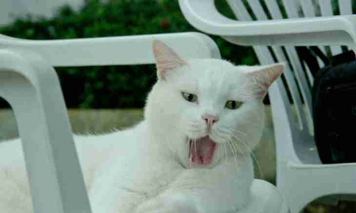 Why say that white cats deaf