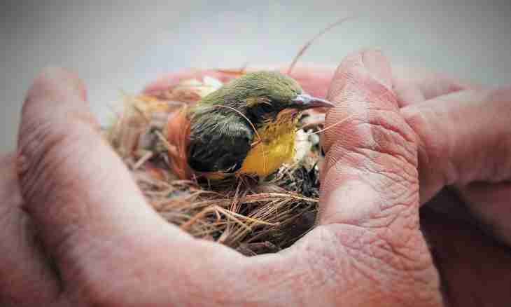 How to help to survive to a baby bird