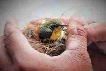 How to help to survive to a baby bird