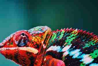 Why the chameleon changes coloring