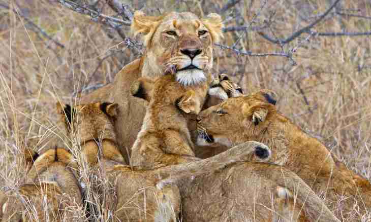 As there lives the family of lions