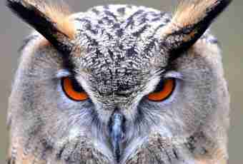 What the owl differs from an eagle owl in