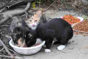 How to feed and look after cats