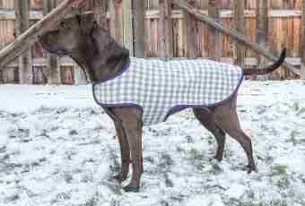 How to sew a jacket for a dog