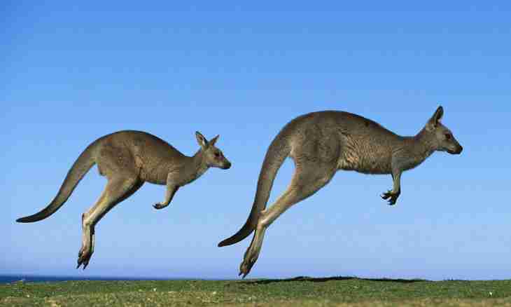 All about a kangaroo as an animal