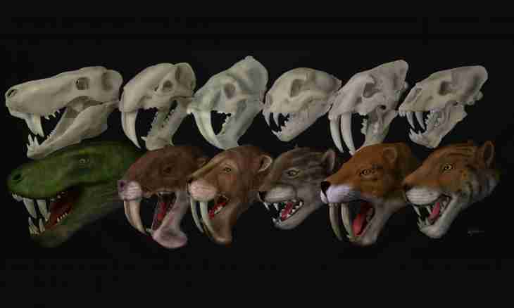 What do teeth of a predator differ from teeth of herbivorous in?