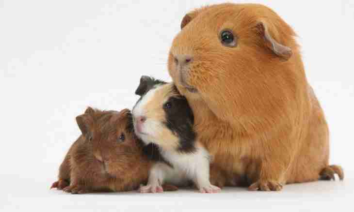 Why a guinea pig - a pig