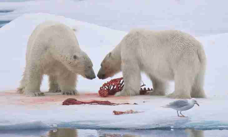 What is eaten by polar bears