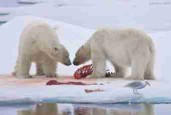 What is eaten by polar bears
