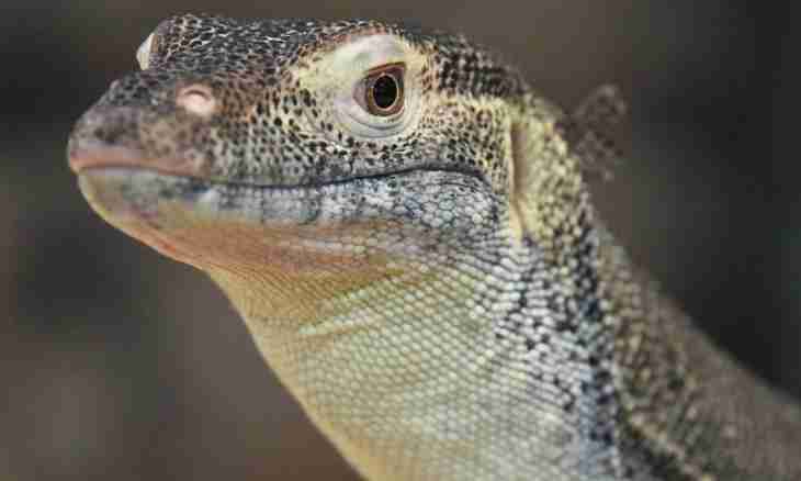 Why reptiles have the cellular building