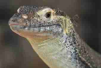 Why reptiles have the cellular building