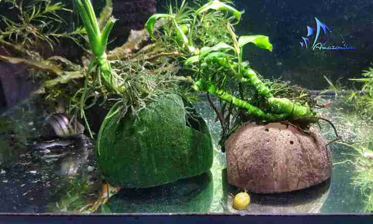 How to bring snails out of an aquarium