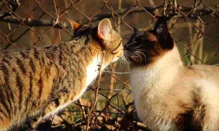 Nature of different cat breeds