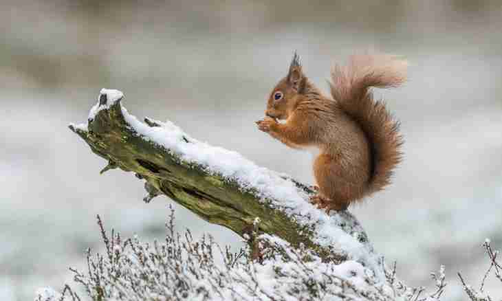 As the squirrel lives in the winter