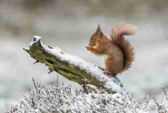 As the squirrel lives in the winter