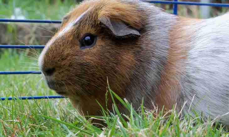 How to call a guinea pig the girl