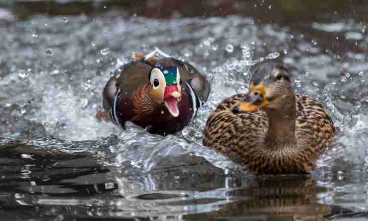 How to catch a wild duck