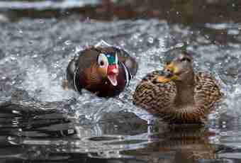 How to catch a wild duck