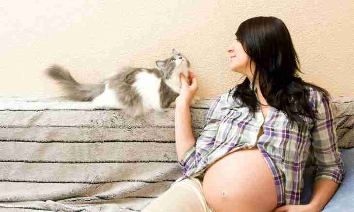 At what animals the longest term of pregnancy