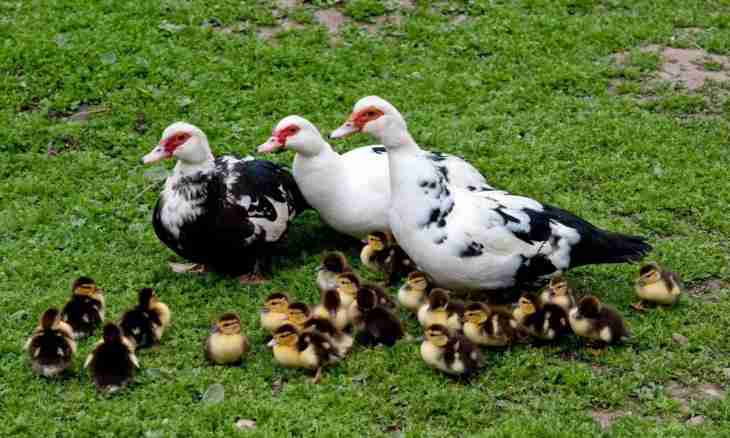 How to breed Indo-ducks