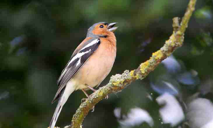 As the chaffinch looks