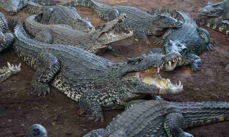 As crocodiles breed