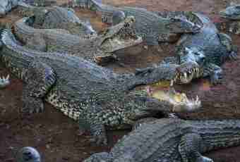 As crocodiles breed