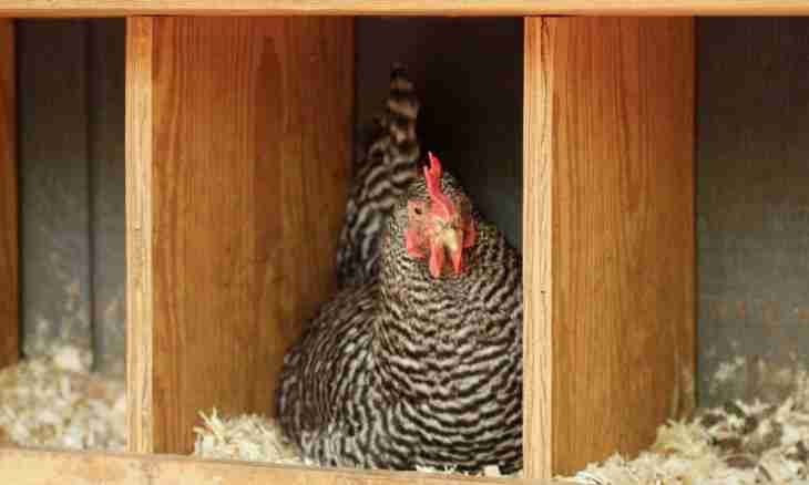 How to make nests for hens