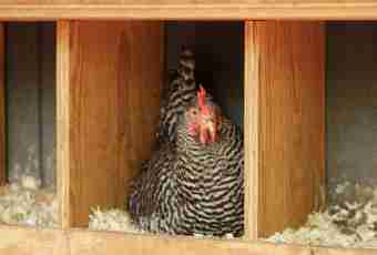 How to make nests for hens