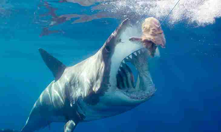 As sharks eat