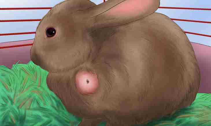 How to learn that the doe-rabbit is pregnant