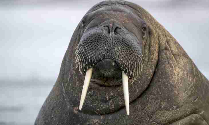 Why to a walrus canines