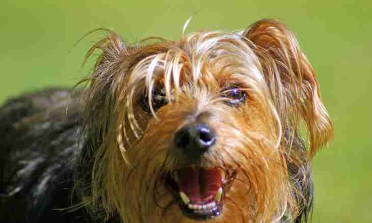 How to tonsure a Yorkshire terrier