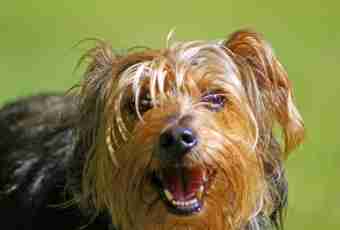 How to tonsure a Yorkshire terrier